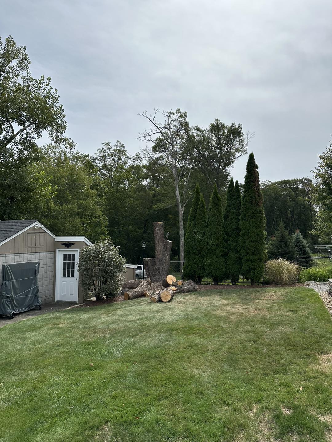 Tree removed, clean yard
