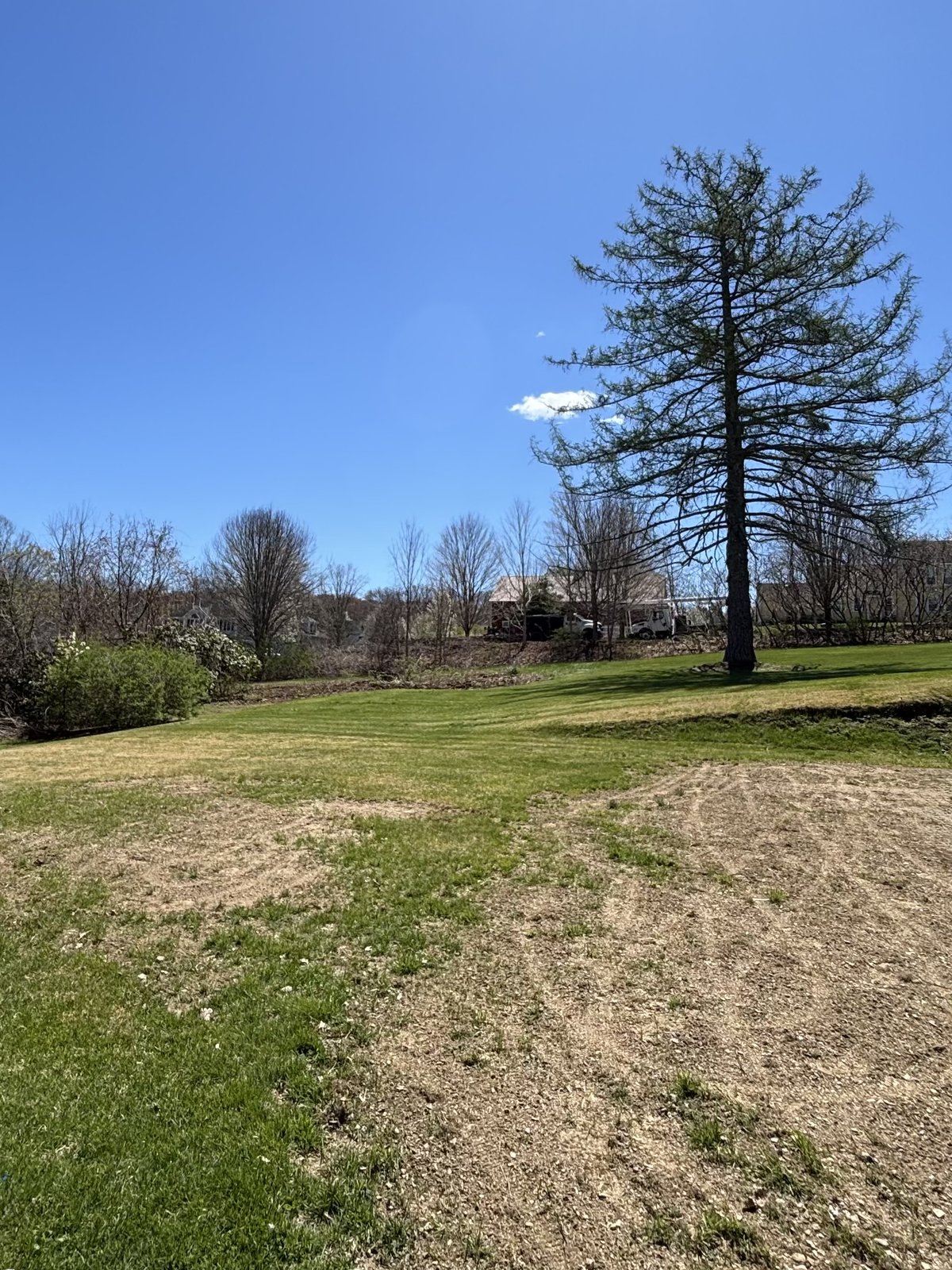 Yard cleared, healthy pine remains