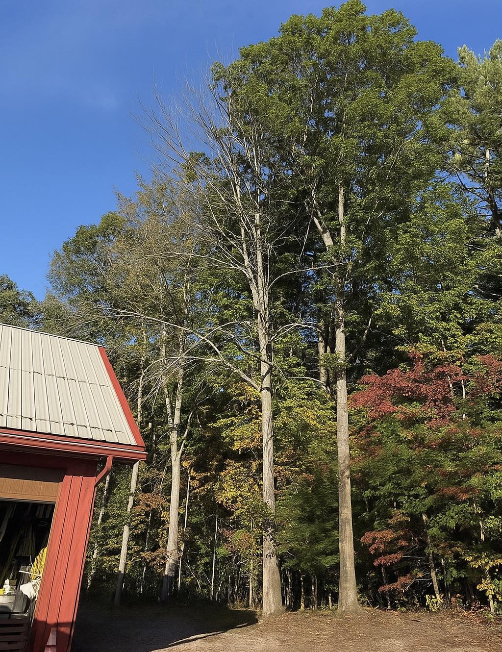 Dense tree line along property