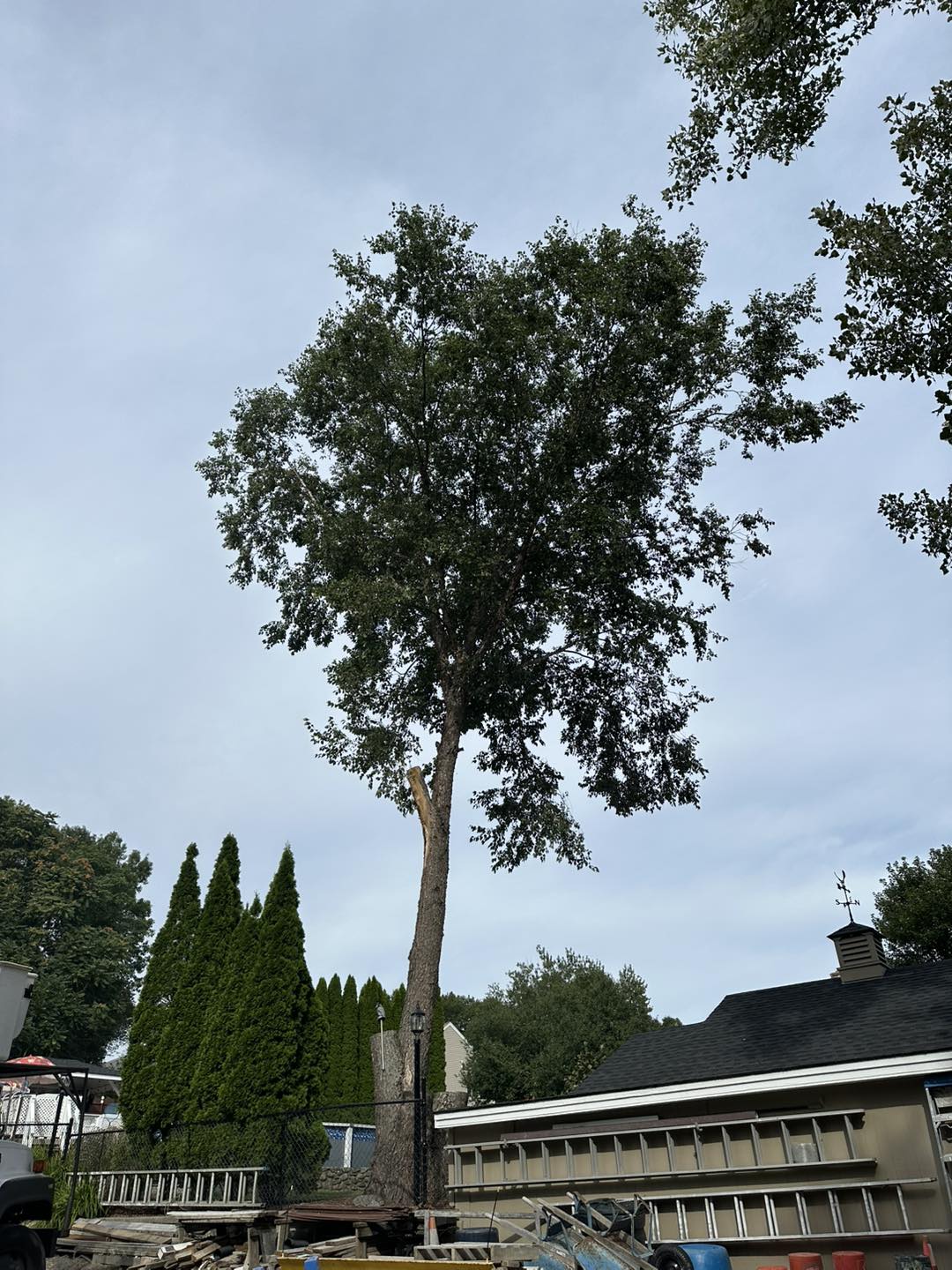 Large tree standing in yard