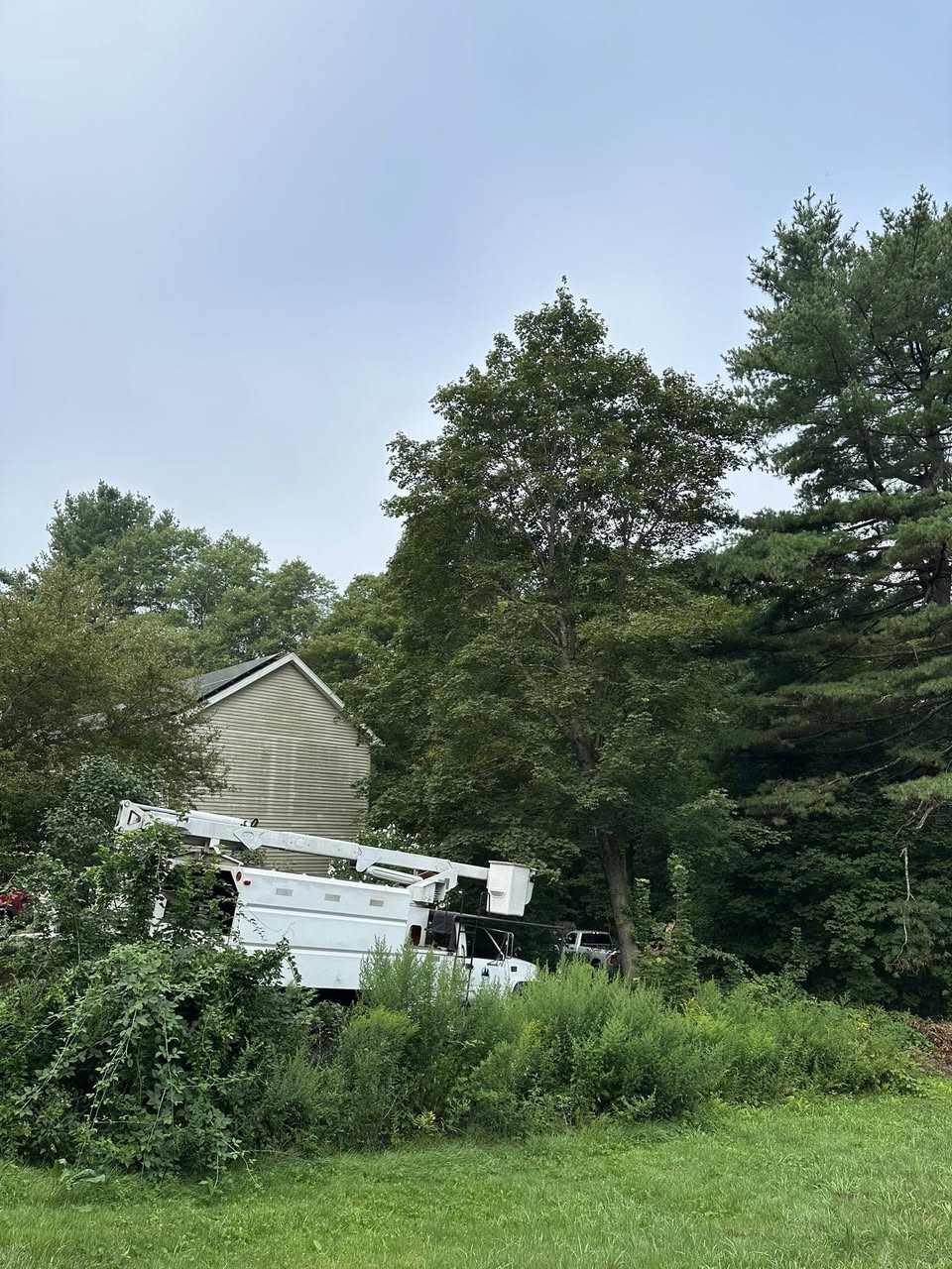 Dense brush and trees near barn