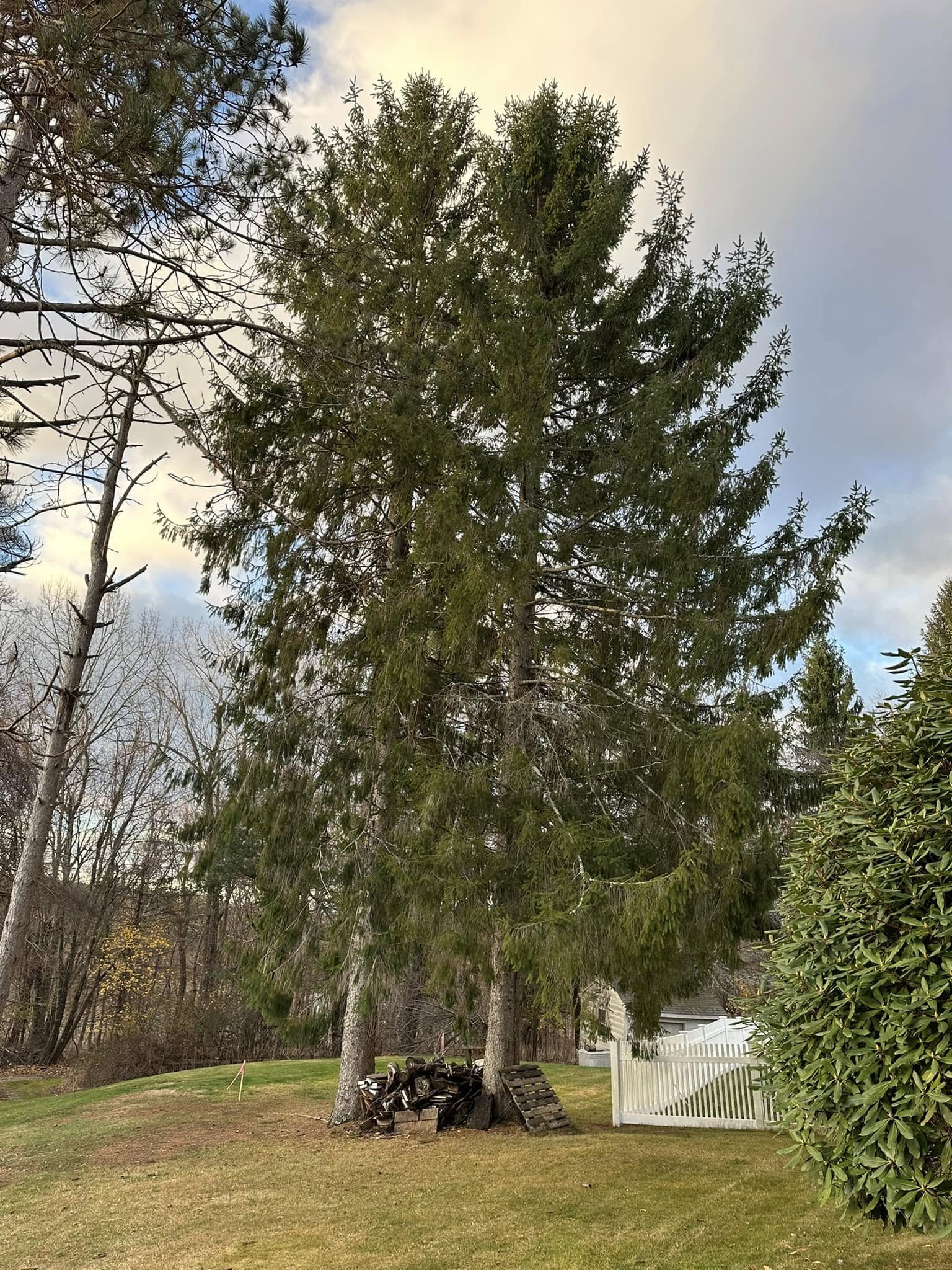 Tall pine trees in yard before removal