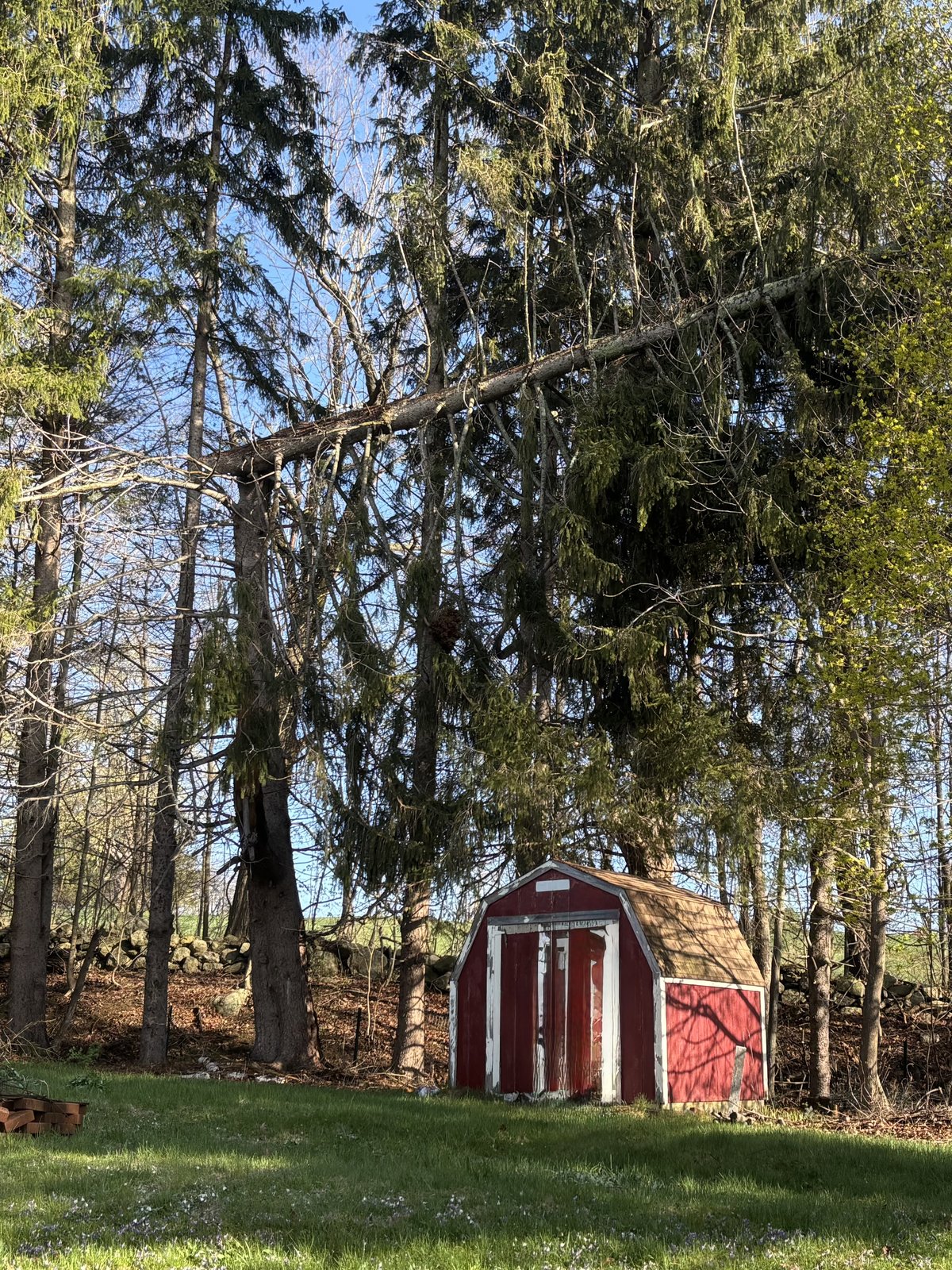 Large tree leaning over a red shed before removal