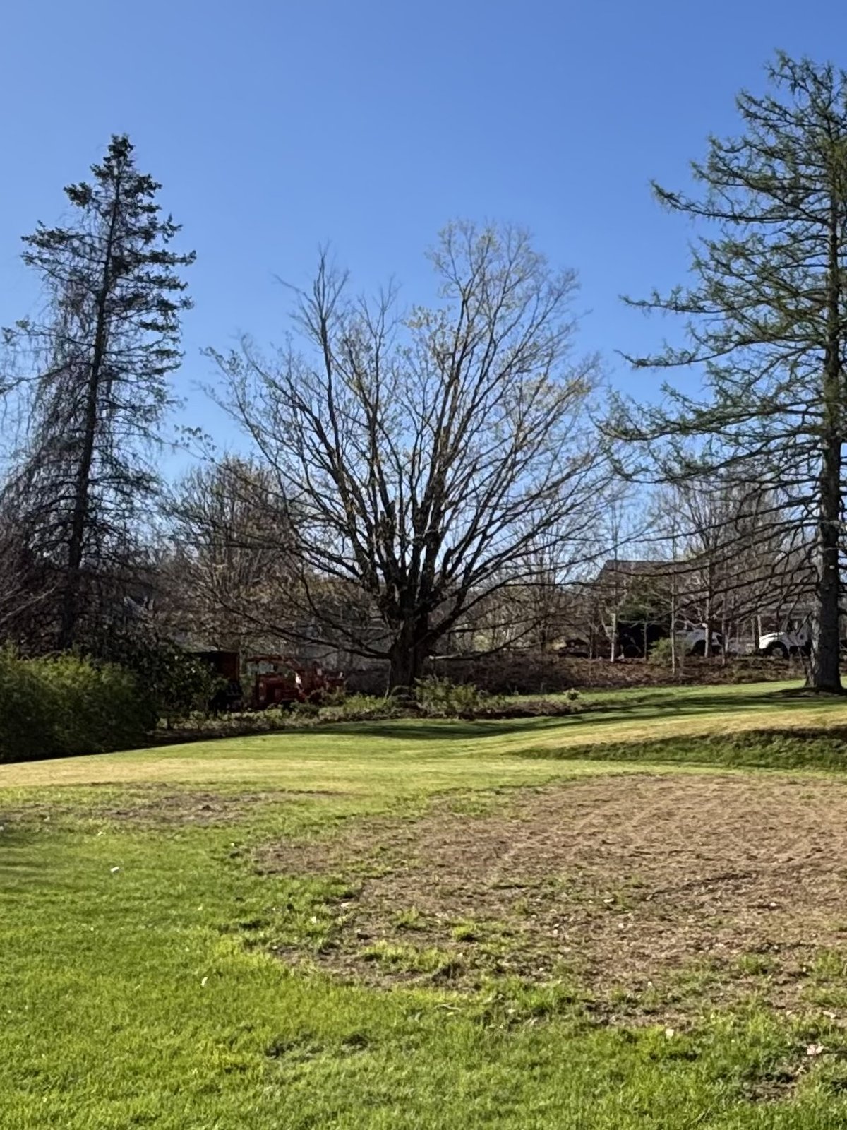 Dead pine tree in residential yard before removal