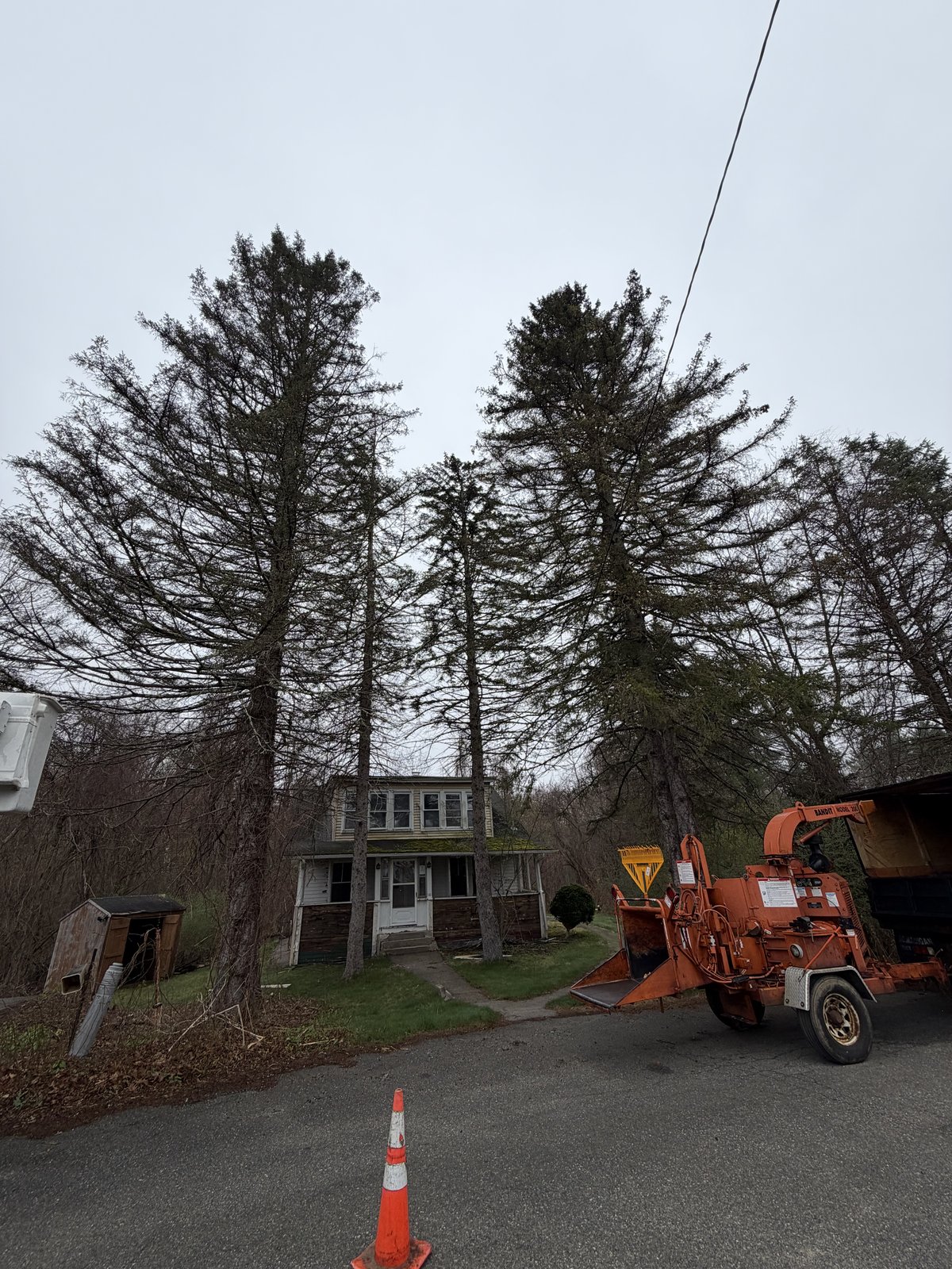 Two large pines in front of a white house before removal