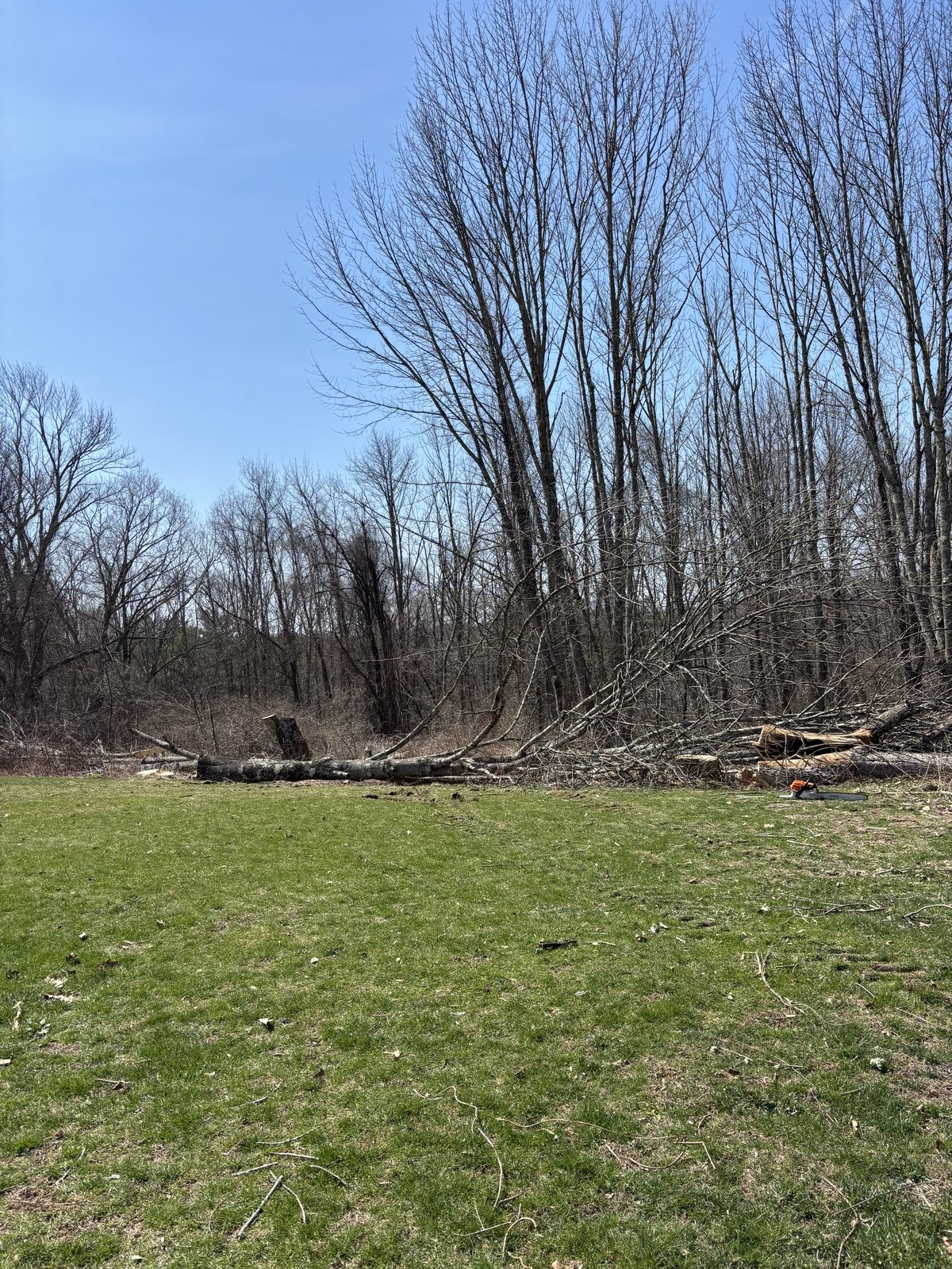 Underbrush cleared, mature trees remain